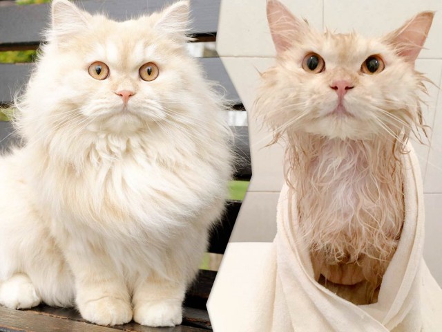 Мипо — кот, который обожает принимать душ