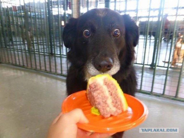 Запилю-ка я картинок