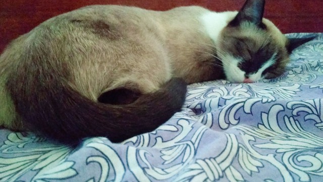 Котовторник 20.02.18