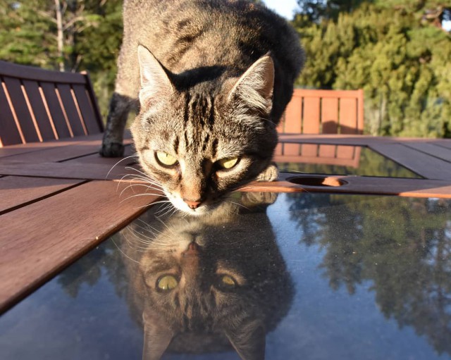 Котовторник 20.03.2018