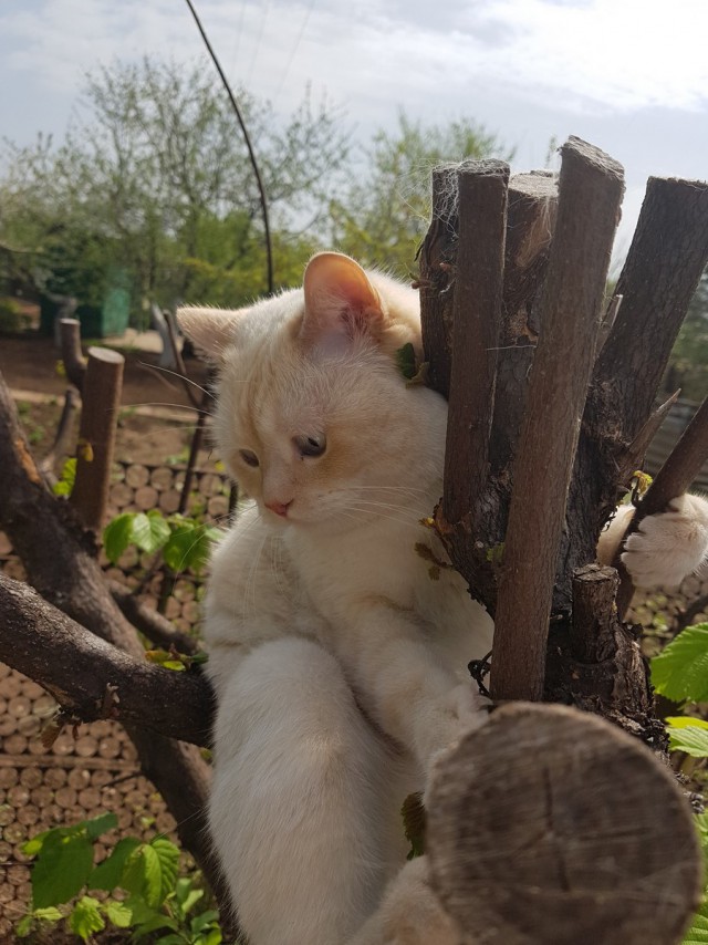 Прикольных котов пост