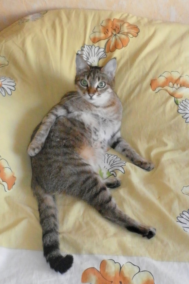 Котовторник 26.06.2018