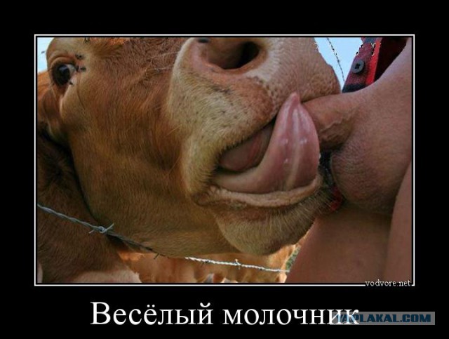 Скотсети и прочие интернеты 02.07.18