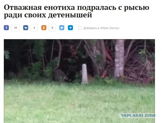 Рысь не ожидала, что еноты могут быть очень воинственными