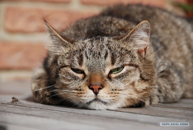 Уррааа! Котомет на ЯПлакалъ.