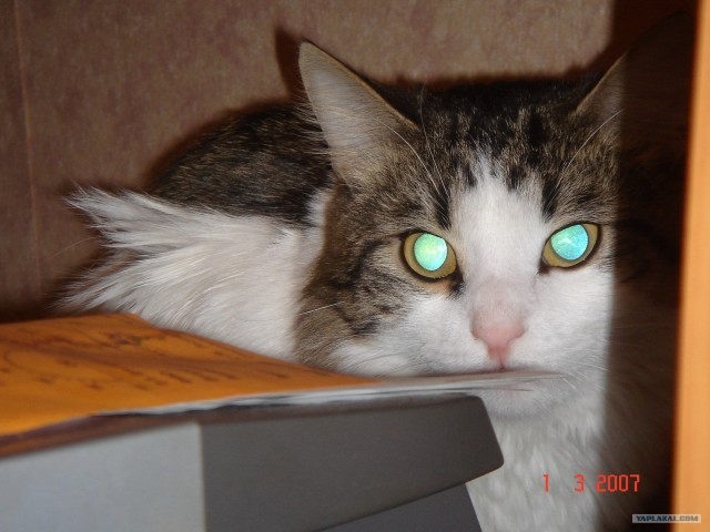 Котовторник (16.09.08)