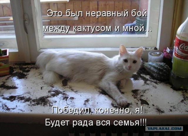 Котовторнику Да (09.12.08)