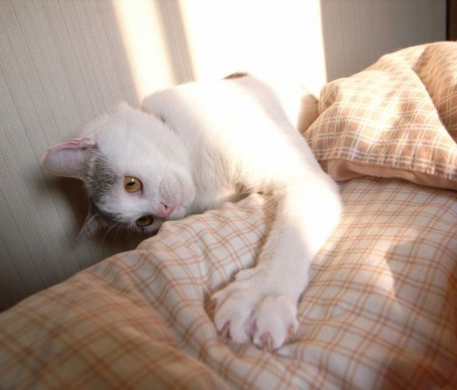 Забыли котовторник? А вот он!