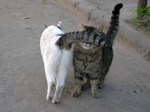 Флирт у кошек