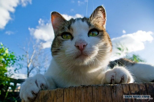 Котовторник на 22 июня