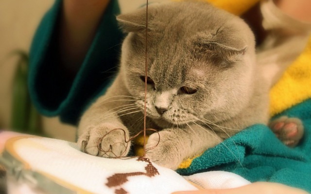 Котовторник - С праздником, котоводы!