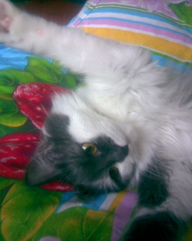 Начинаем котовторник!