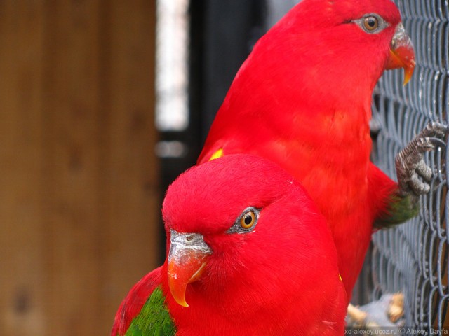 Детки в клетке