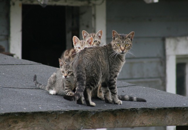 Котовторник! 11.10.11