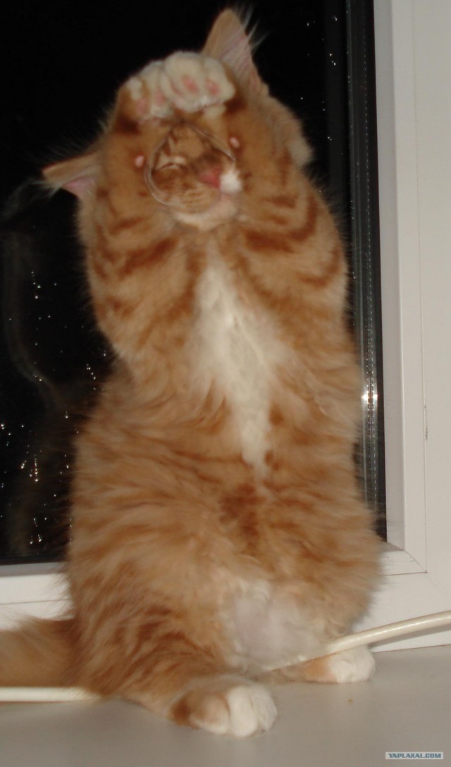 Котовторник! 08.11.11