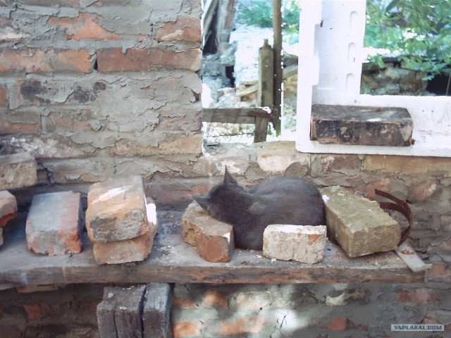 Котовторник!