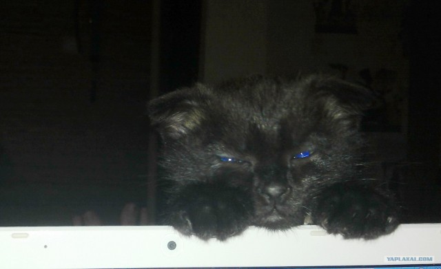 Котовторник (07.02.2012)