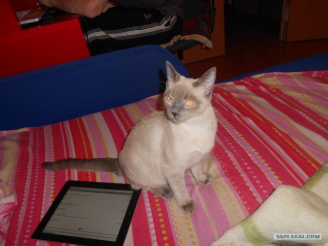 Котовторник (21.02.2012)