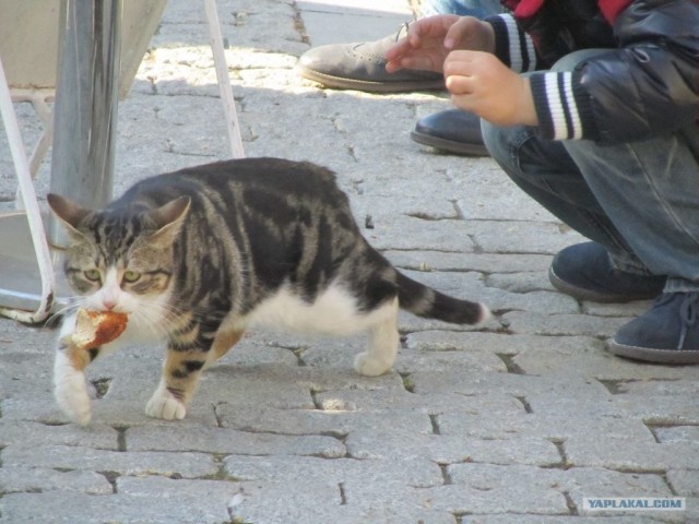 Котовторник 27.03.2012