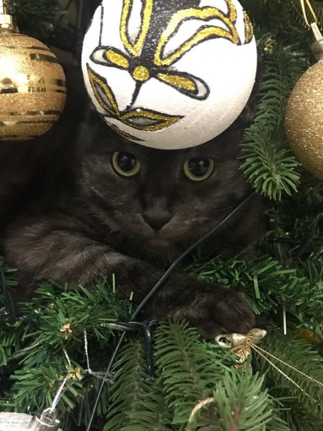 Прикольных котов пост