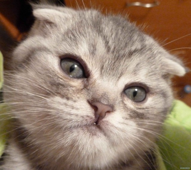 Котовторник 24.04.2012