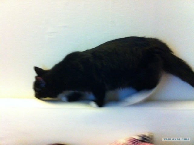 Котовторник 29.05.2012
