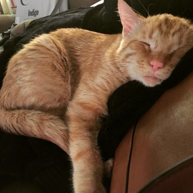 Прикольных котов пост