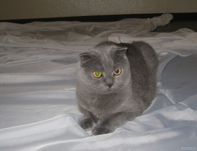 Котовторник  14.08.2012.