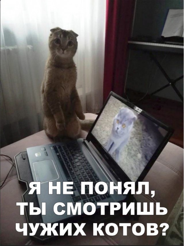 Забавные фото котеек