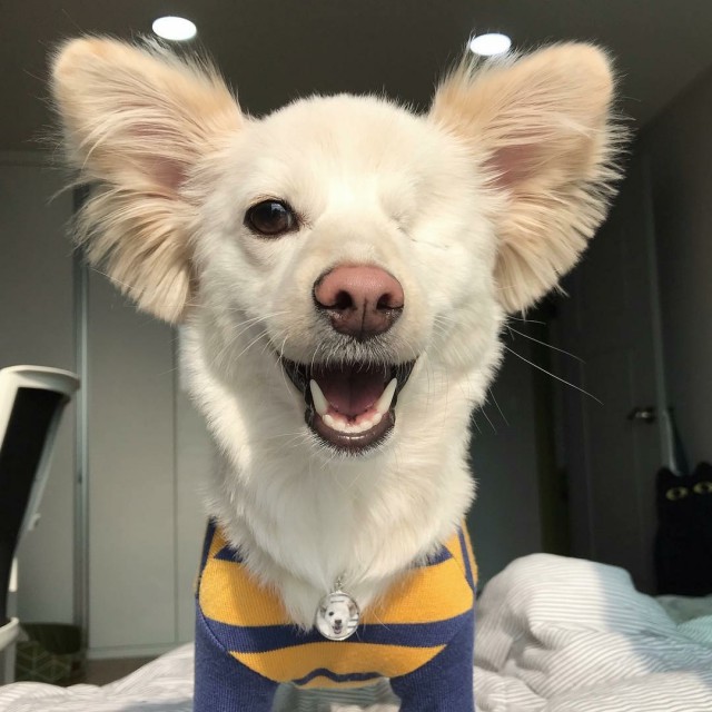 Живность из сети
