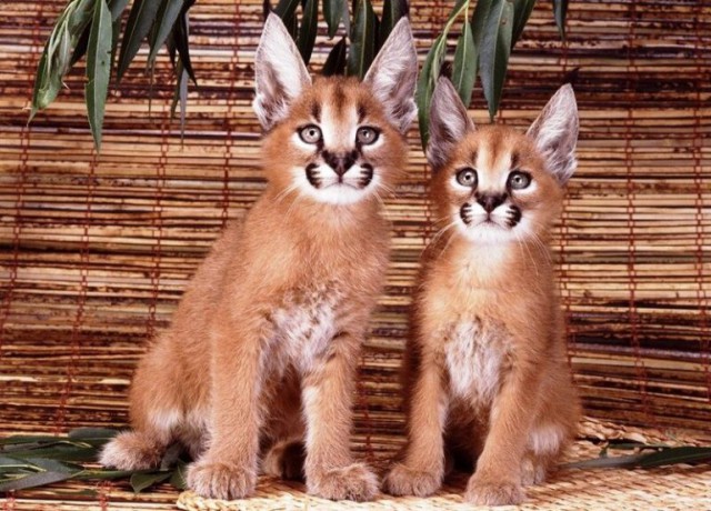 Дикий котовторник