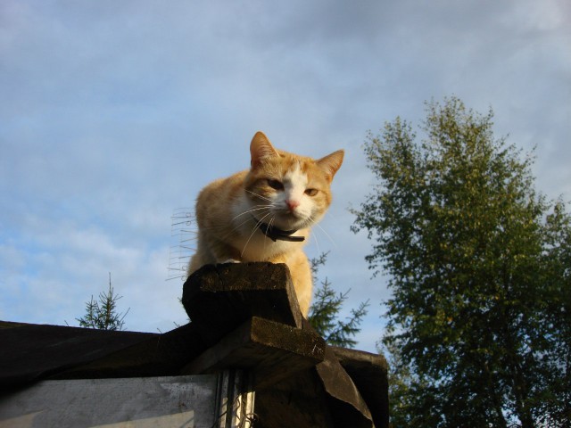 Котовторник! начнем? 04.06.19