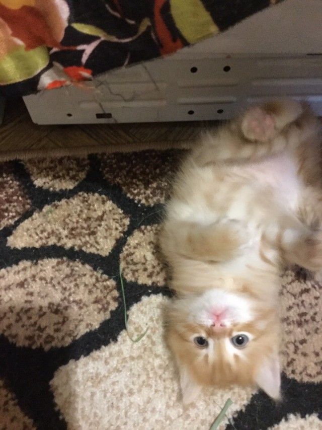 Забавные фото котеек