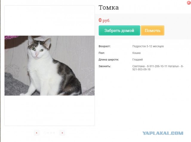 Помогите вернуть кота! Приют "Преданное сердце" украл кота и не отдает!