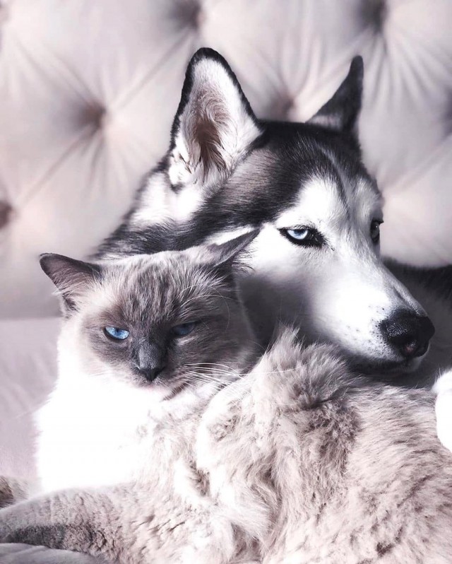 Уже не котовторник, но еще и не собакочетверг