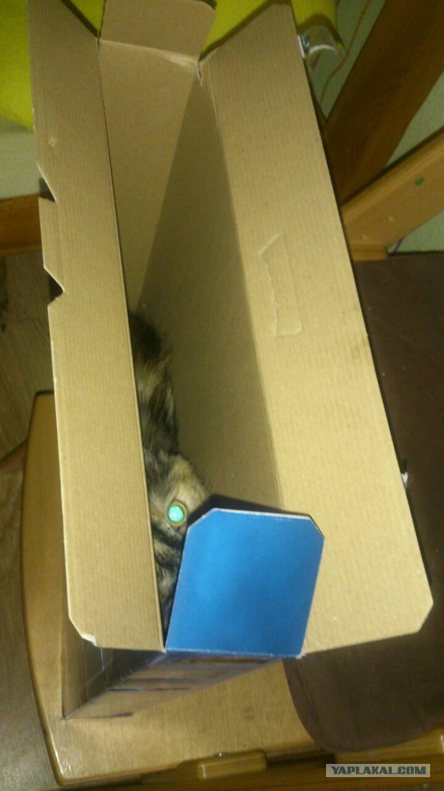 Странные фотки котеек