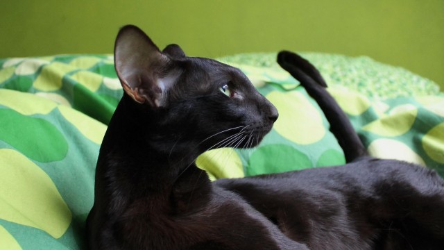 Котики
