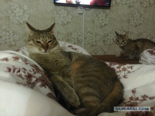 В Норильске мужик пытается гулять с котом