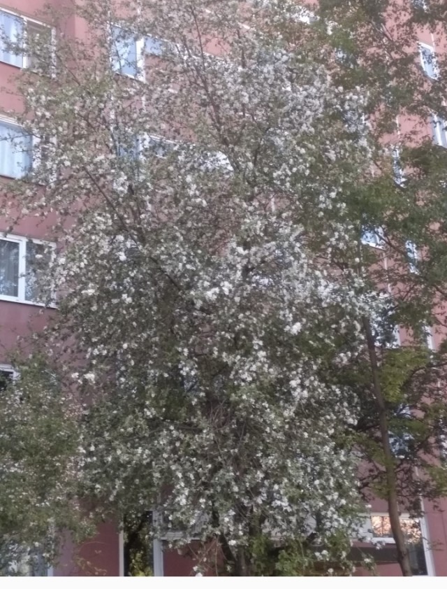 Мужик или Мужчина?