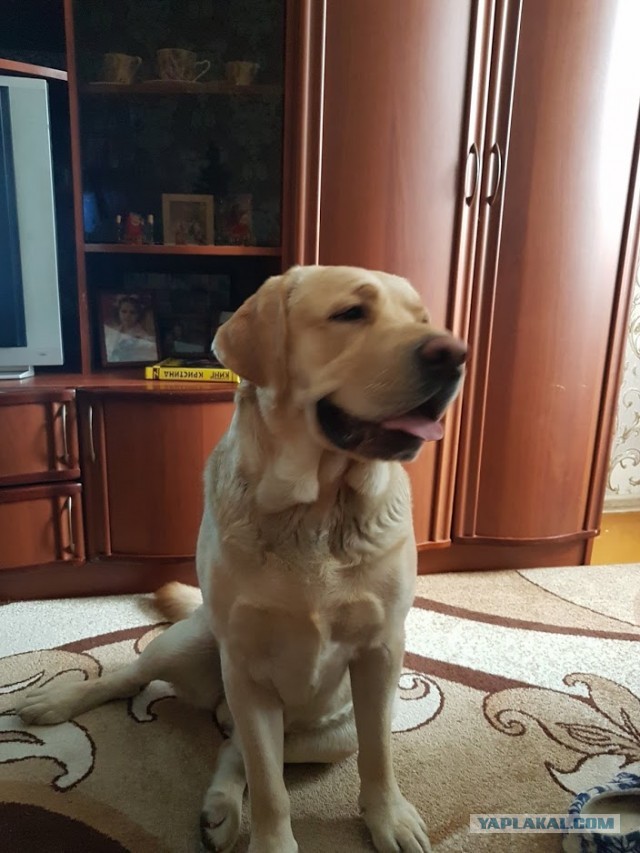 К собакочетвергу
