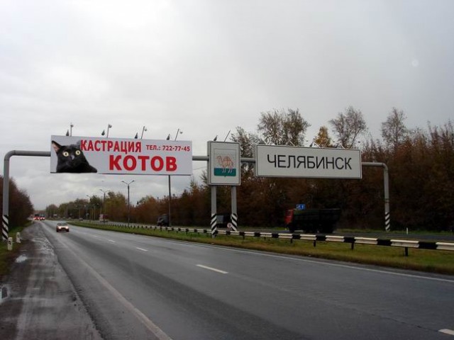 Киса хочет жабы