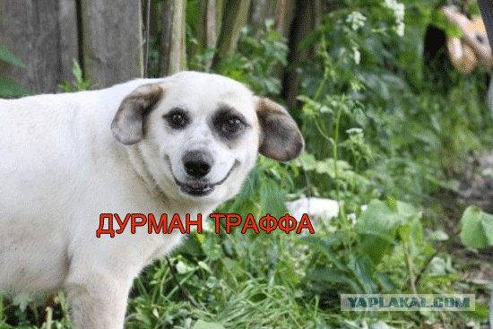 Фотожаба: Собака-улыбака