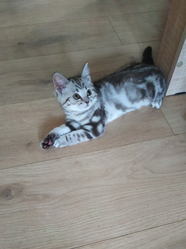 Котовторник же...