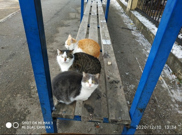 Уличные котаны