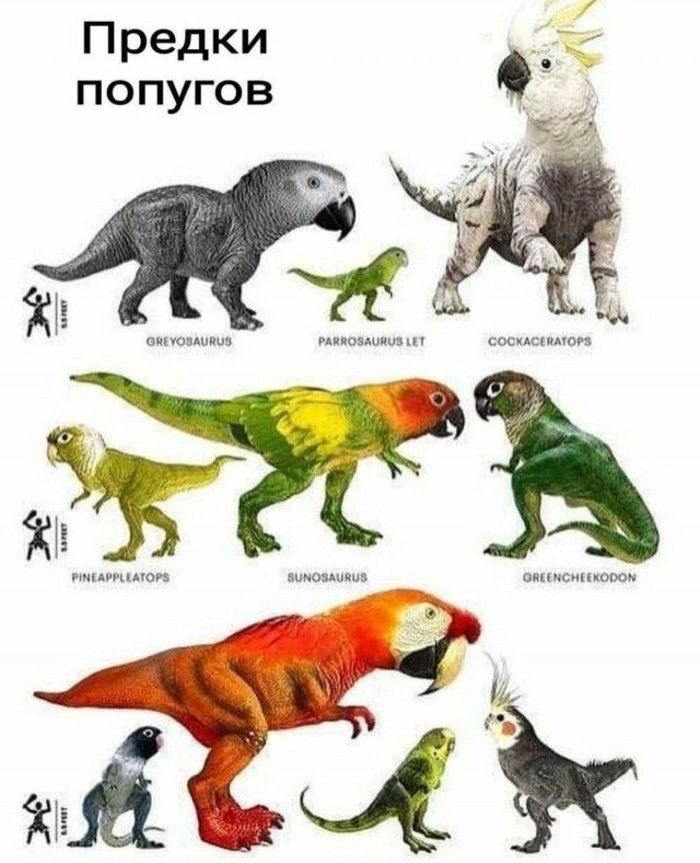 ПозитиФ Чик