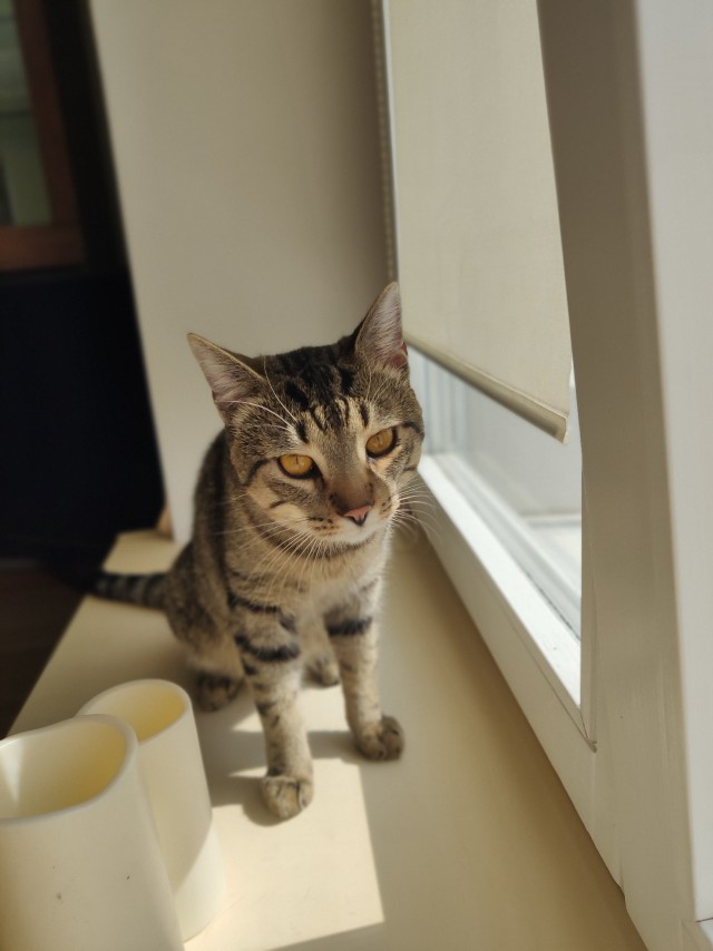 Вторник. Кото-вторник...