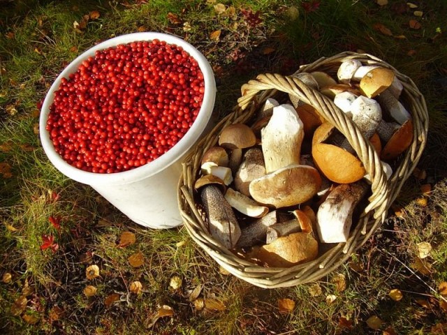 Россиянам разрешено бесплатно и свободно собирать грибы, ягоды и березовый сок