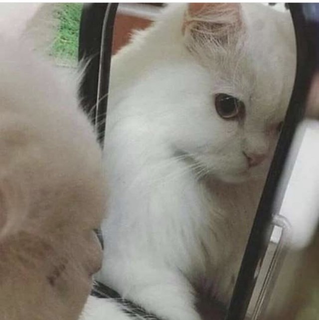 Котовторник (свои добавляем)