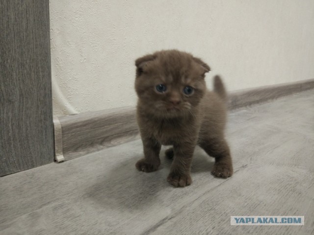 Усыпила.