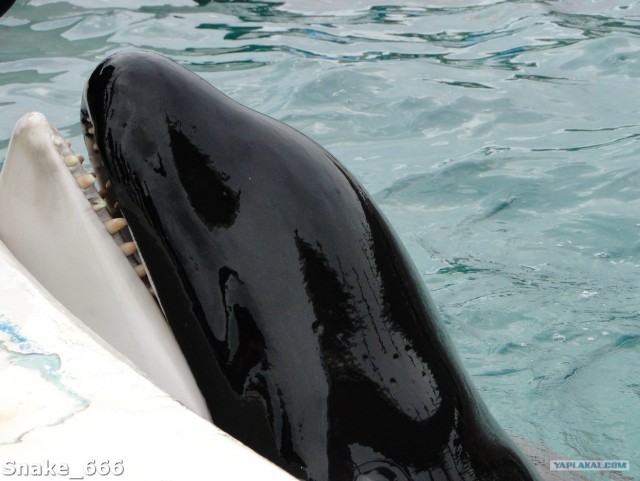 SeaworlD  Япония